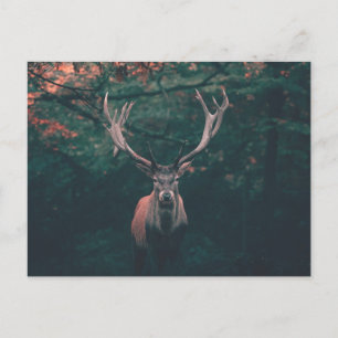 Buck Deer Wild Animal Postcard
