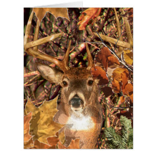 Buck in Fall Camo White Tail Deer