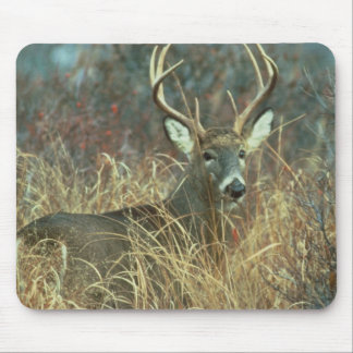 Buck in the Grass Mouse Pad