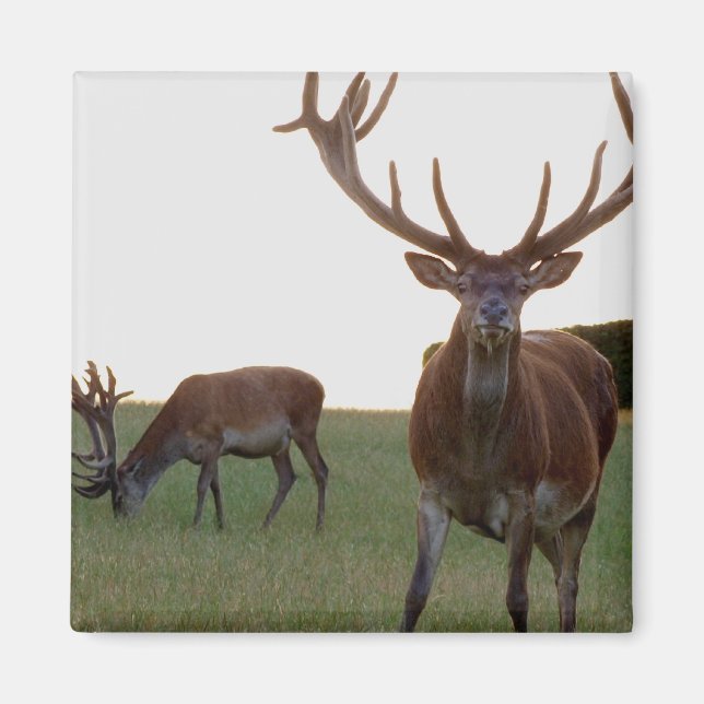 Buck  Magnet (Front)