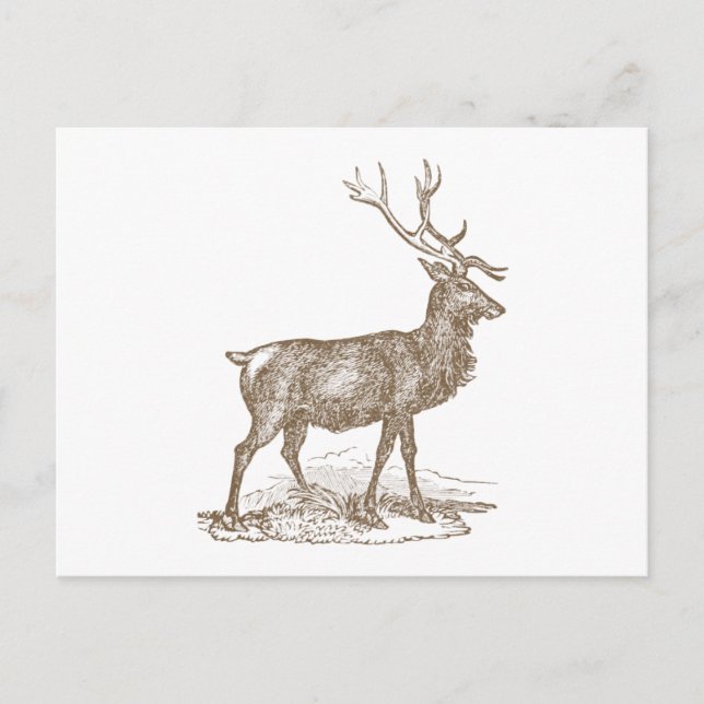 Buck Mule Deer Letterpress Style Postcard (Front)