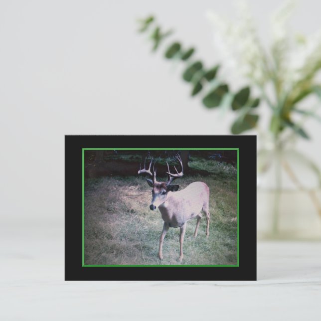 Buck Postcard (Standing Front)