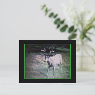 Buck Postcard
