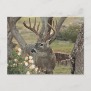 Buck Postcard