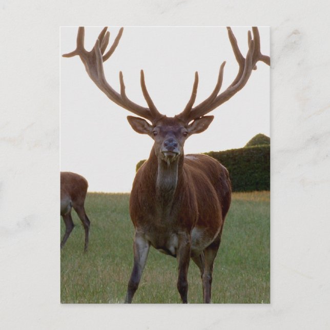 Buck  Postcards (Front)