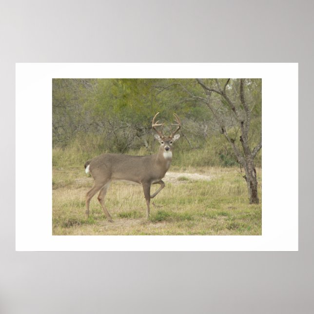 Buck. Poster (Front)