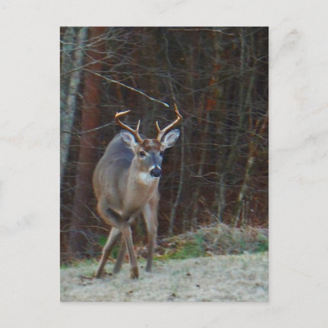 Buck Stag Deer, Marking his Ground Postcard (Front)