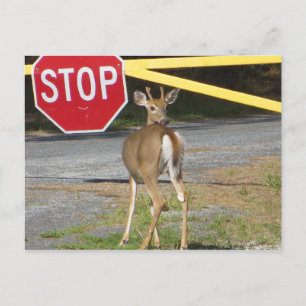 Buck Stop Postcard