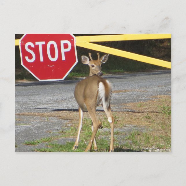 Buck Stop Postcard (Front)