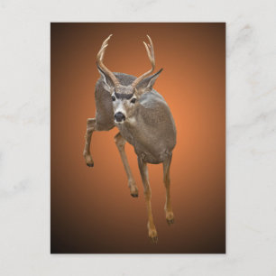 BUCK STOPS HERE POSTCARD