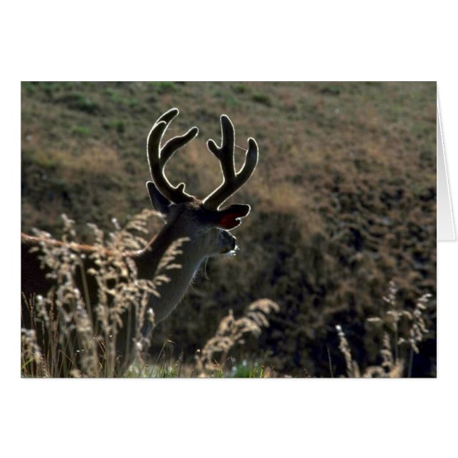 Buck W/ Velvet Antlers (Front Horizontal)