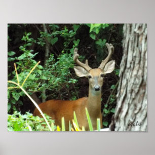 Buck White-tailed Deer Value Poster Paper (Matte)