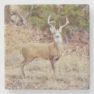Buck Wild Deer Art Coaster