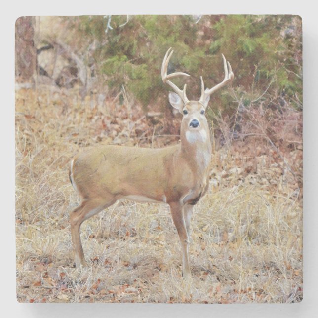 Buck Wild Deer Art Coaster  (Front)