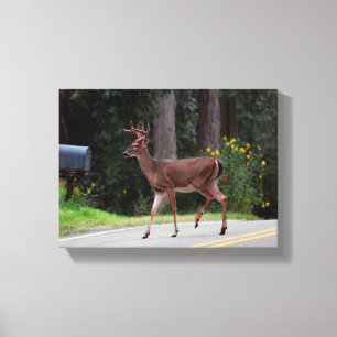 Buck Wrapped Canvas