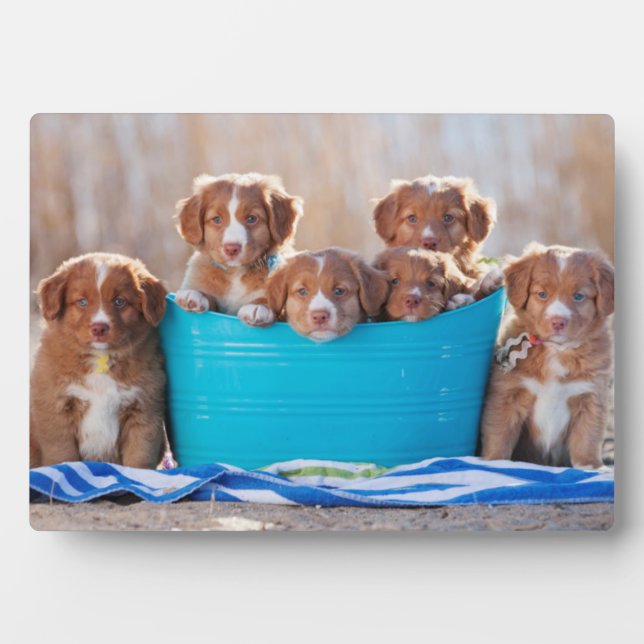Bucket Of Puppies On The Beach Plaque (Front)