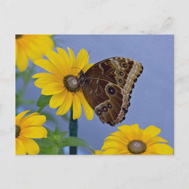 Buckeye Butterfly on Yellow Daisy Postcard (Front)