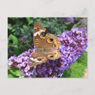 Buckeye butterfly ~ postcard