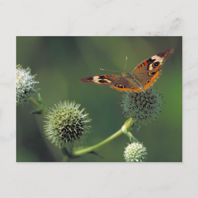 Buckeye Butterfly Postcard (Front)