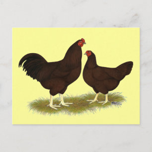 Buckeye Chickens Postcard