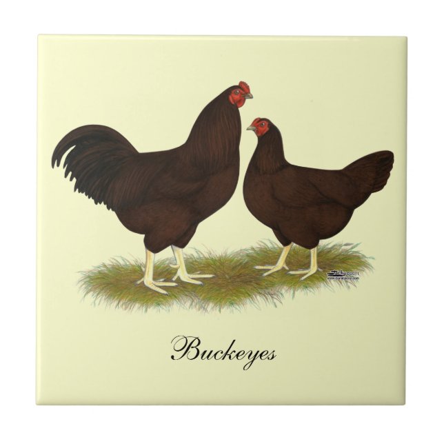 Buckeye Chickens Tile (Front)