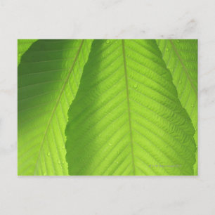 Buckeye Leaves Postcard