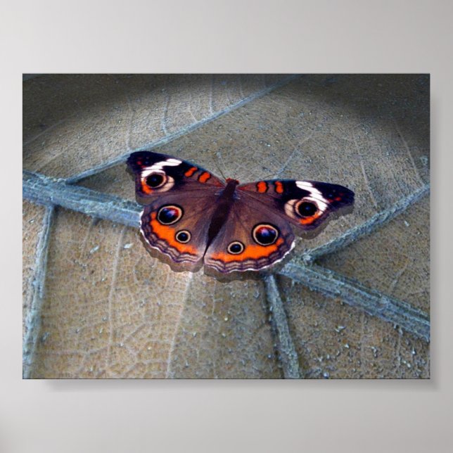 Buckeye Poster (Front)