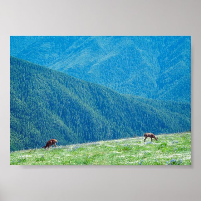 Bucks by the Mountains Poster (Front)
