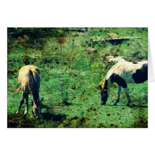 Buckskin and Pinto