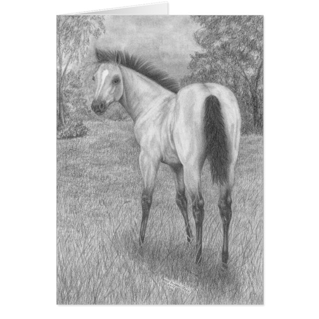 Buckskin filly (Front)