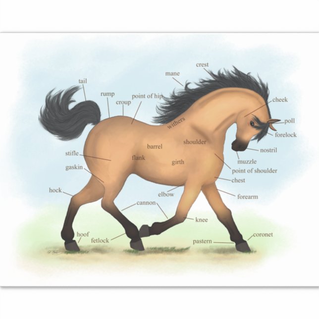 Buckskin Horse Educational Equine Anatomy Chart (Front)
