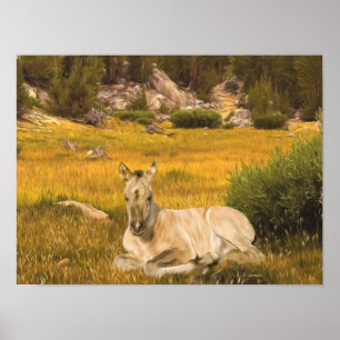 Buckskin Horse Foal Portrait Poster