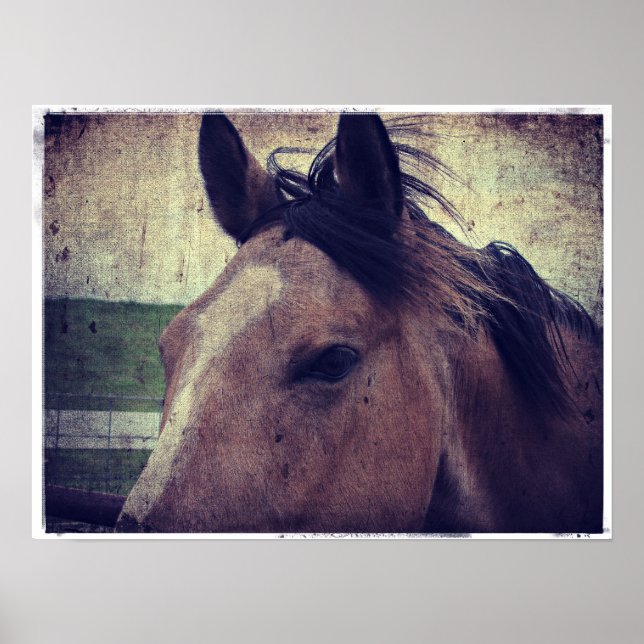 Buckskin Horse Poster (Front)