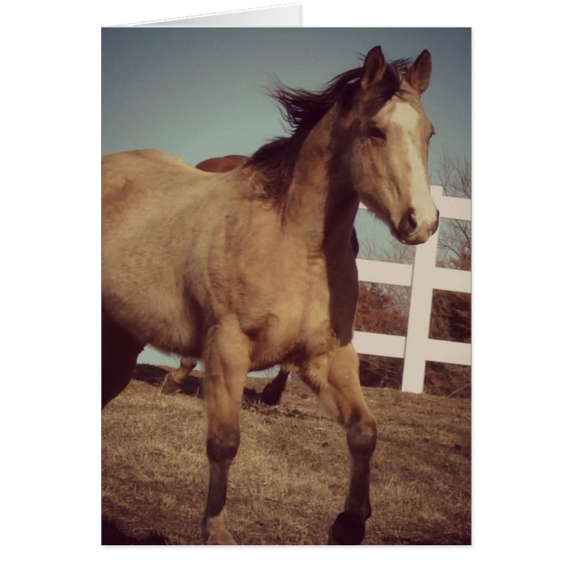 Buckskin Horse Trots (Front)