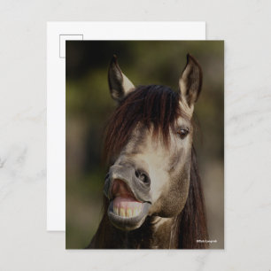 Buckskin Lusitano Stallion Flehmen Headshot Postcard