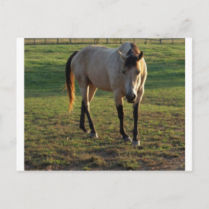 Buckskin Mare Postcard
