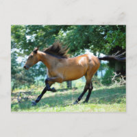 Buckskin Morgan Horse