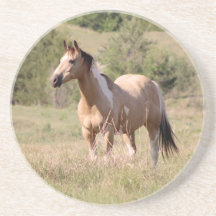 Buckskin Tobiano Horse Posing in Pasture Photo