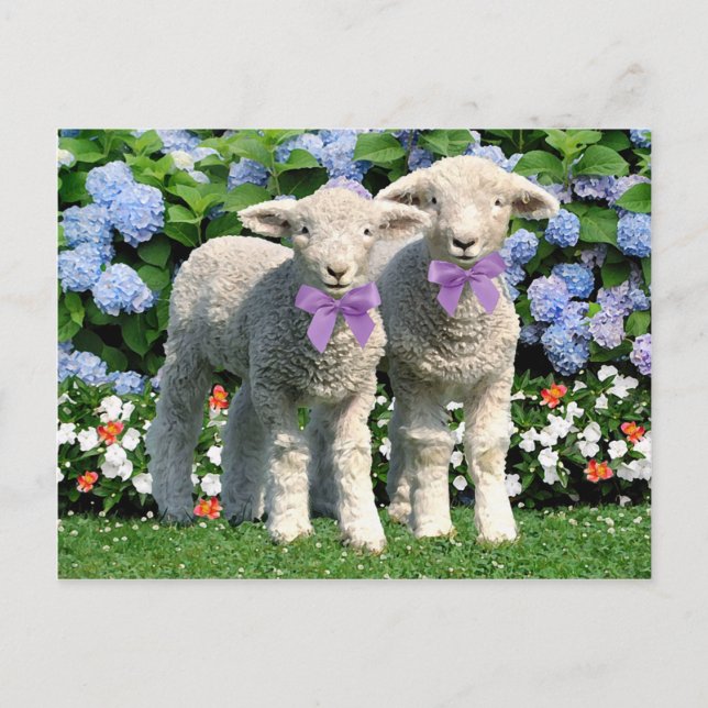 "Bucky & Mick" Post Card (Front)