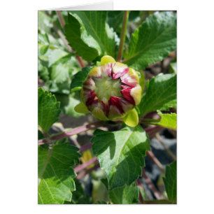 bud in autumn