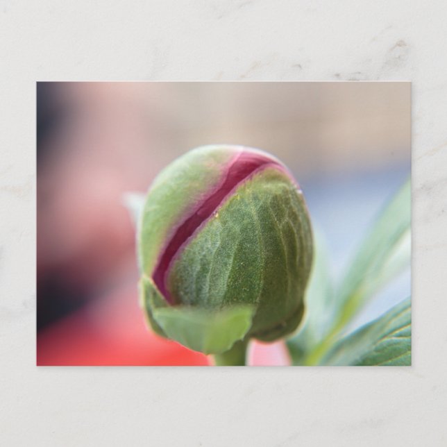 Bud of a Peony/Pfingstrosen Postcard (Front)