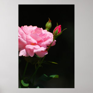 Bud of a rose poster