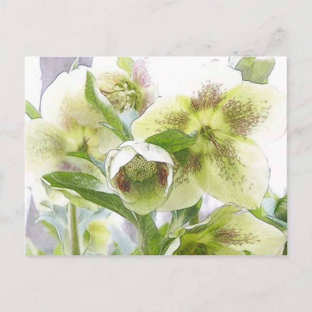 Bud To Blossom - White Hellebores Postcard (Front)