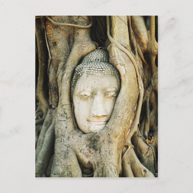 Buddha Head in the Fig Tree .. Ayutthaya, Thailand Postcard (Front)