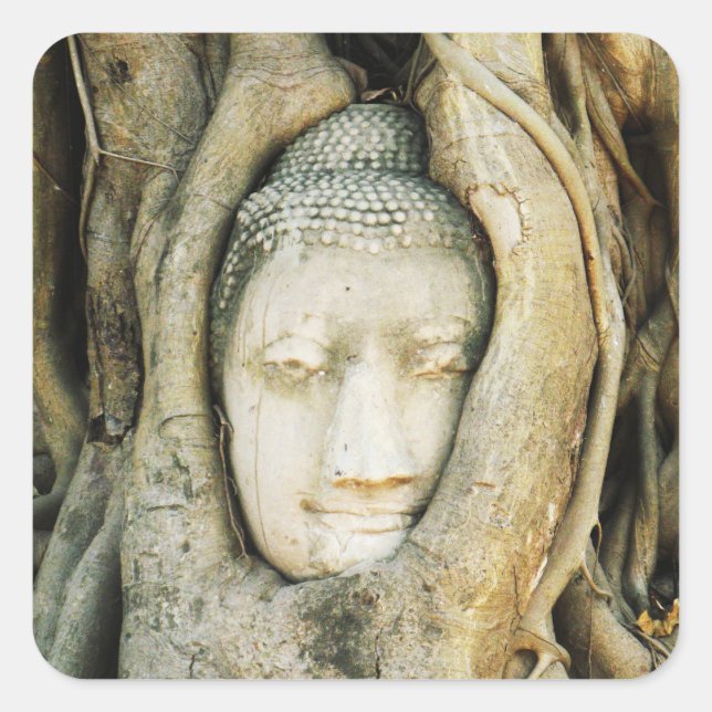 Buddha Head in the Fig Tree .. Ayutthaya, Thailand Square Sticker (Front)