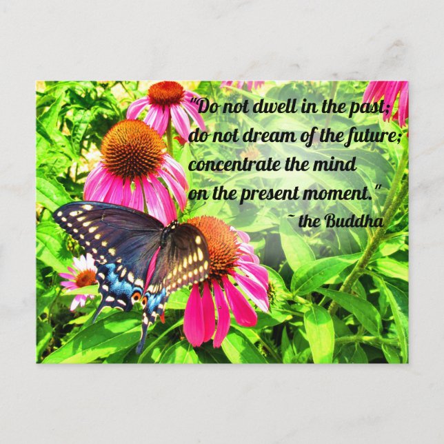 Buddha Quote Black Swallowtail Butterfly Flowers Postcard (Front)
