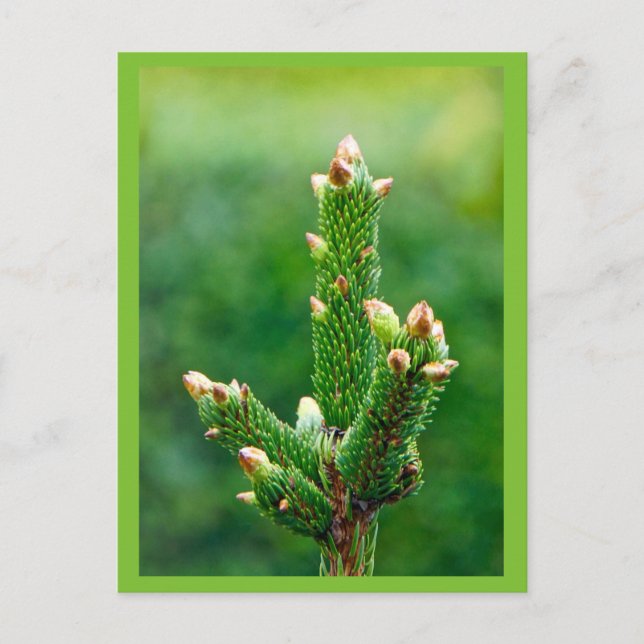 Budding Christmas Tree Postcard (Front)