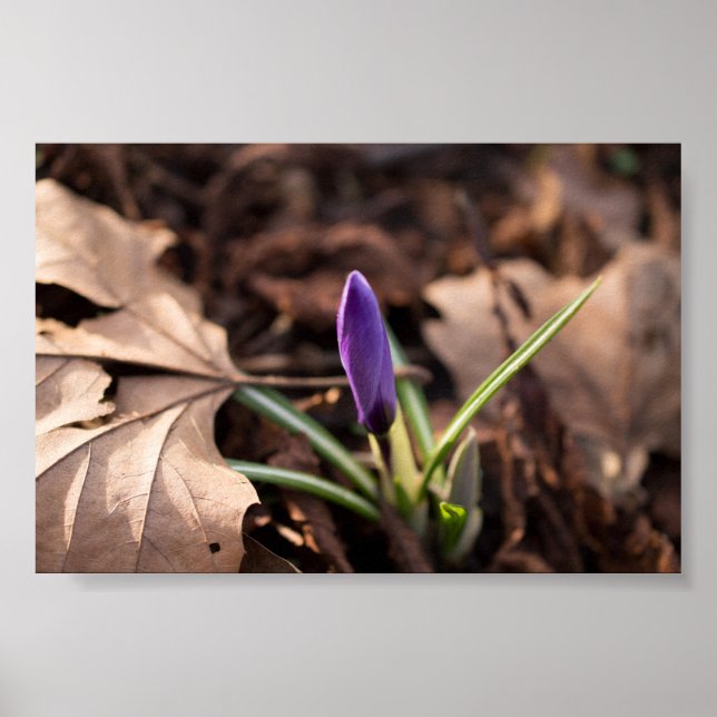 Budding Crocus Poster (Front)
