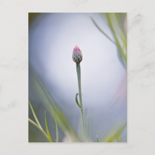Budding Flower Postcard (Front)