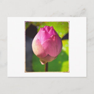 "BUDDING LOTUS" PHOTOGRAPH POSTCARD